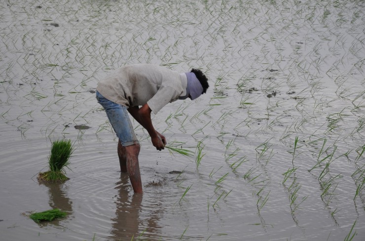 Explained: What is the PM-PRANAM scheme that aims to reduce use of chemical fertlisers?