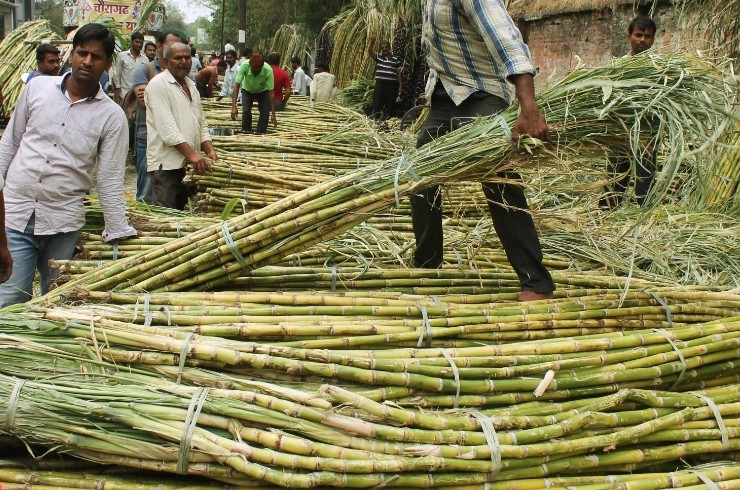 India emerges as the second largest exporter of sugar in the world 