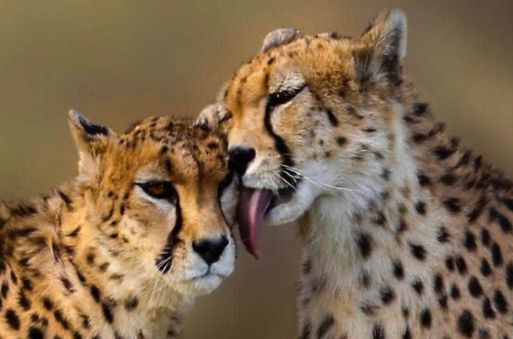 India to get 100 Cheetahs from South Africa: why is it important to protect the big cat?