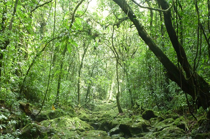 India climbs to 9th spot globally in forest area: FAO’s Global Forest Resources Assessment 2025